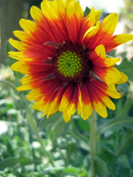 orange-yellow daisy